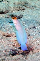 Mangol Haltu/Aruba on Olympus C5050. Yellownose Jawfish. ... by Marcel Consten 